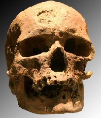 <p>Cro Magnon skull. (Click on image to view larger.)</p>